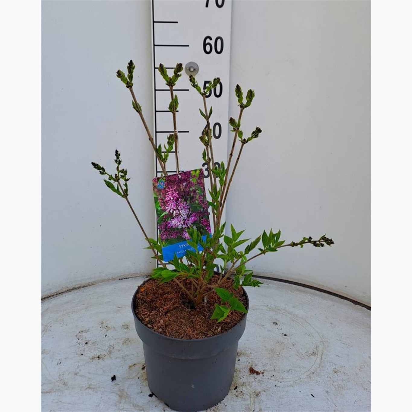 Syren – Syringa patula 'Miss Kim' - C4 40-50 CM